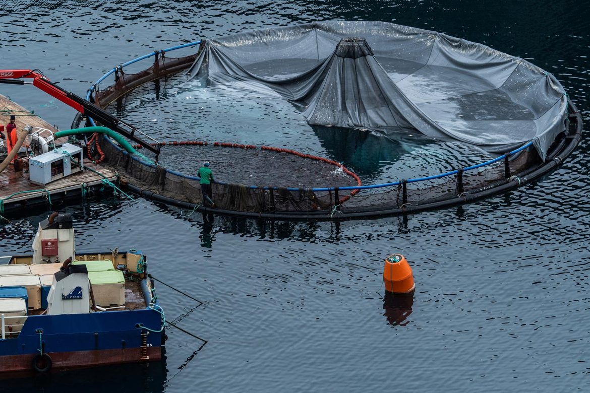 الظروف المناسبة للاستزراع أنواع السمك