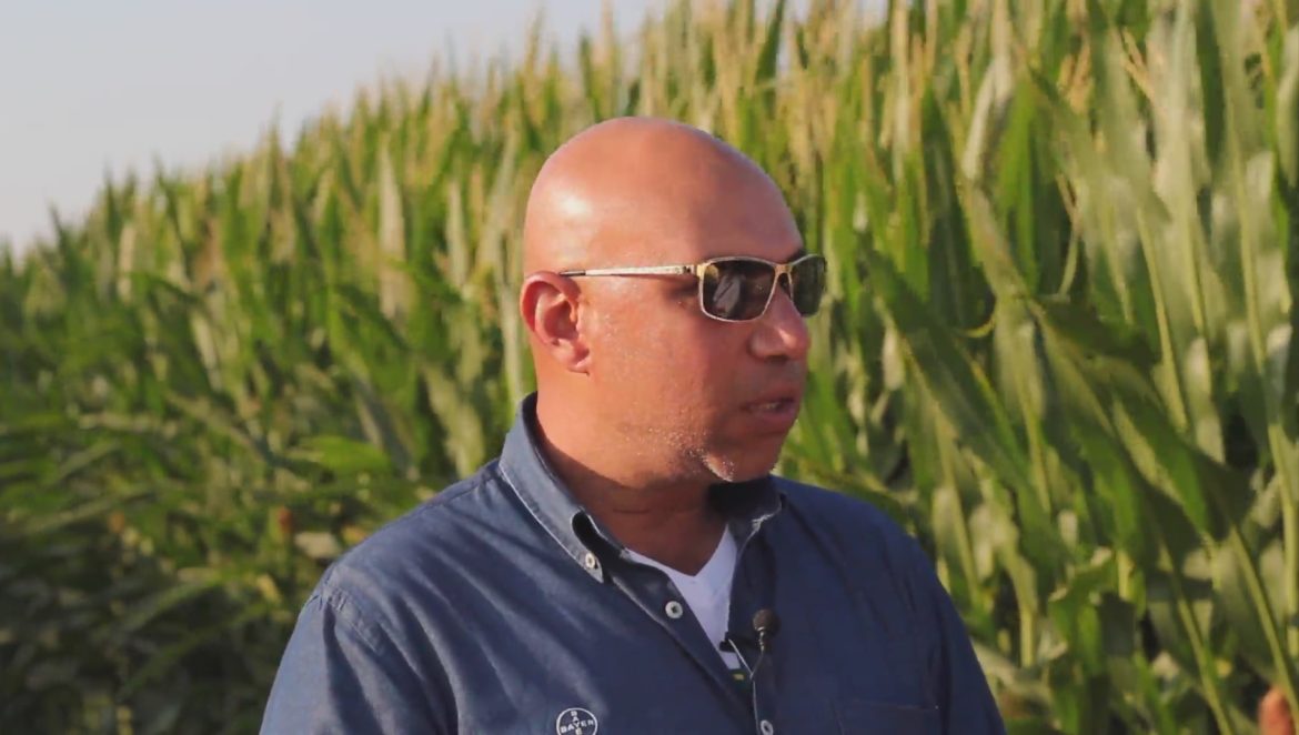 أصناف ديكالب للذرة