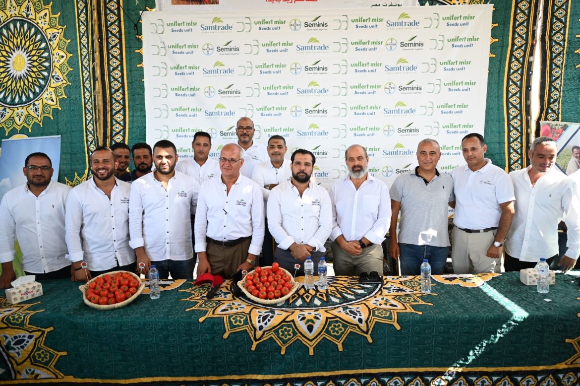 صنف الطماطم الصيفي