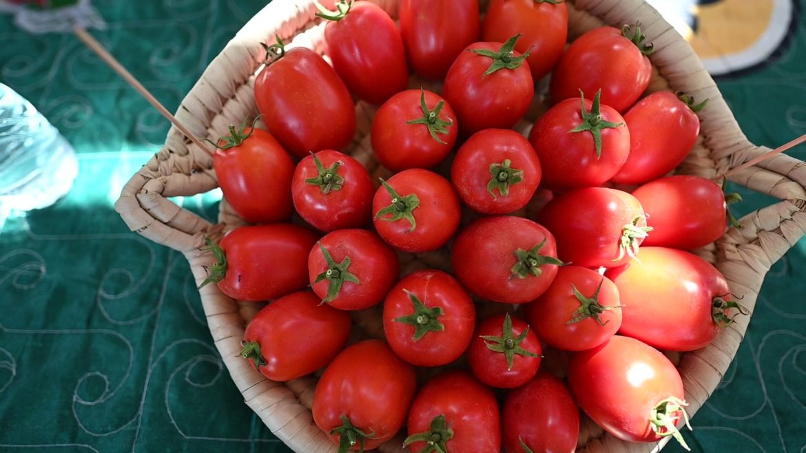 صنف ريدجايدا