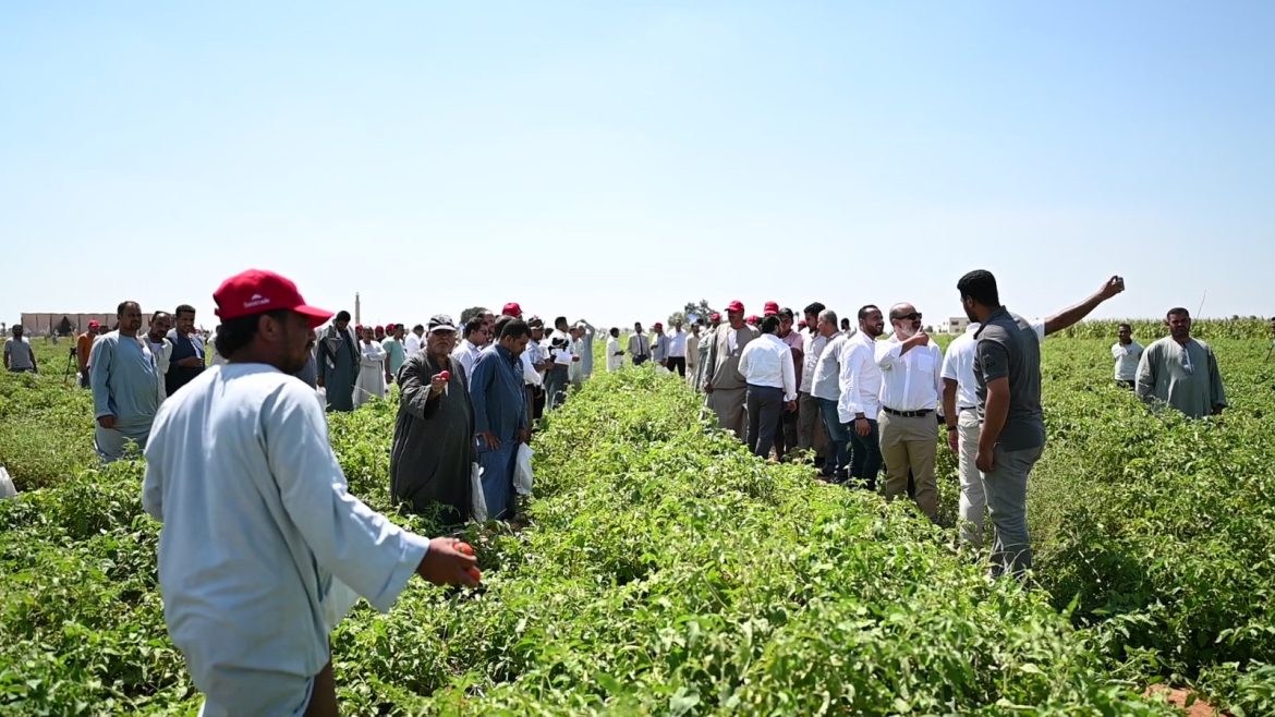 صنف طماطم ريدجايدا