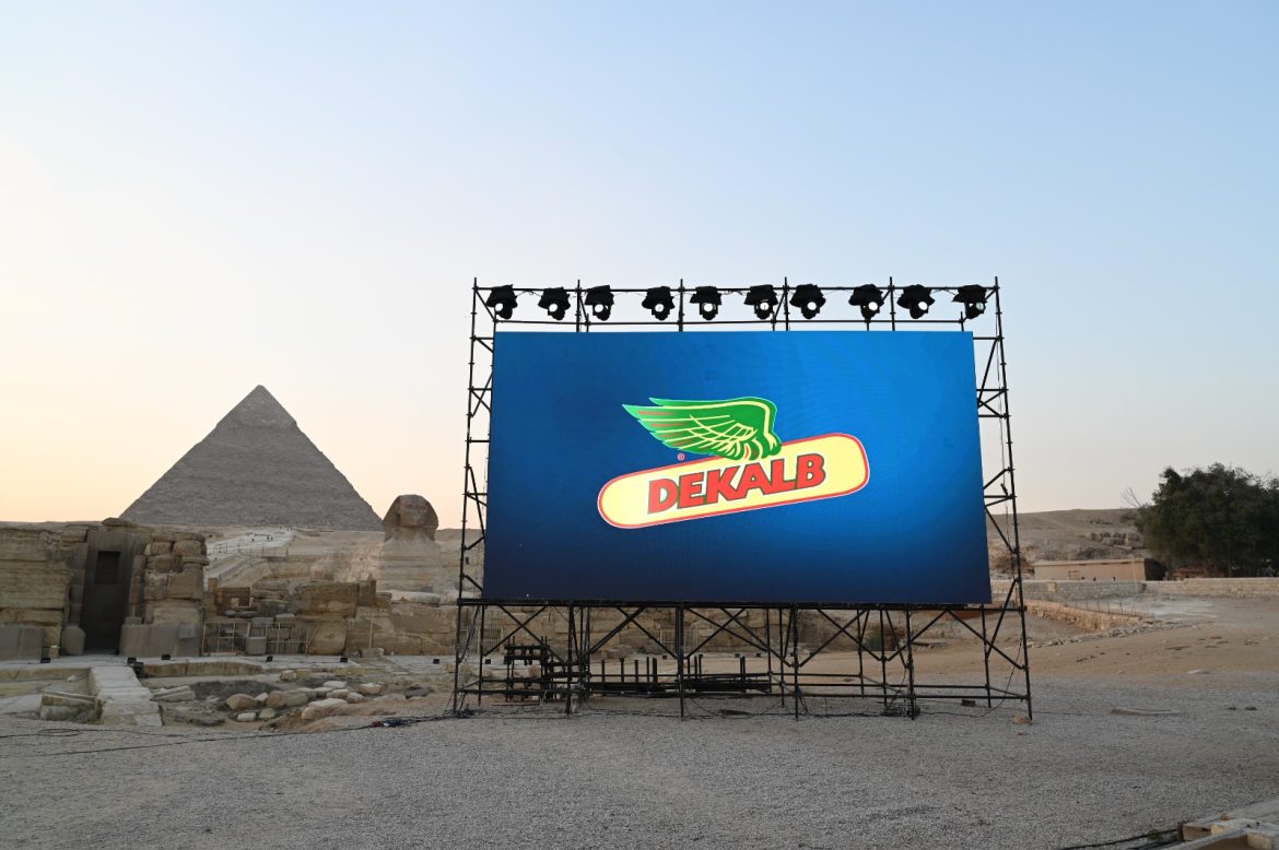 أصناف ديكالب