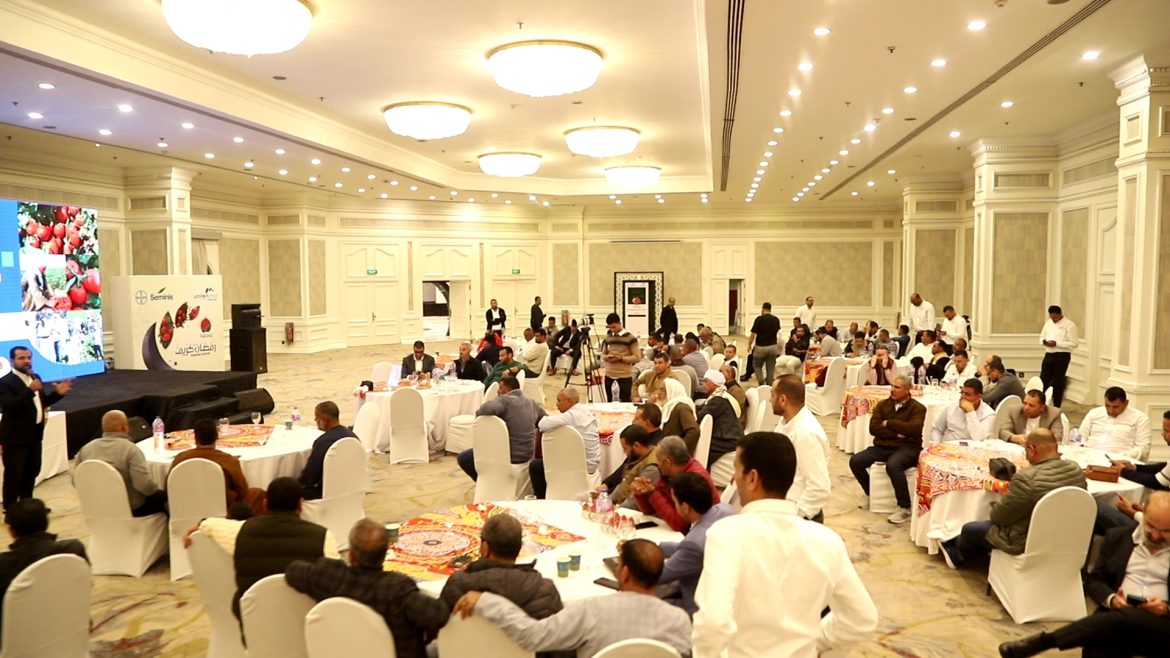 صنف الطماطم ريدجايدا