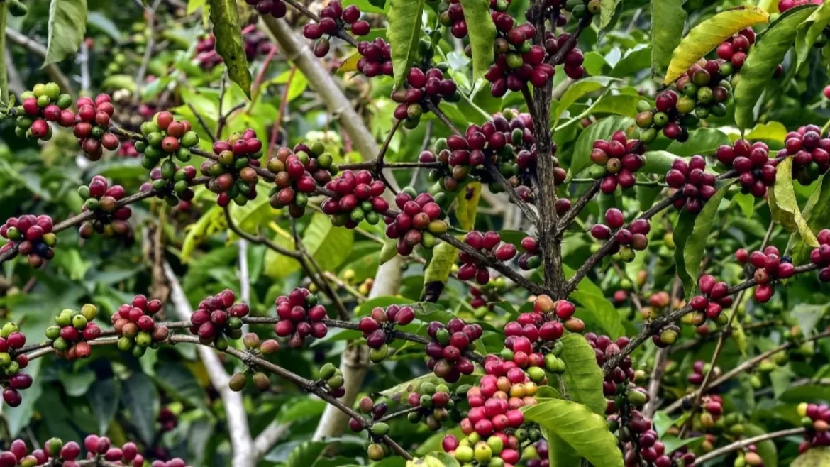 زراعة البن في مصر